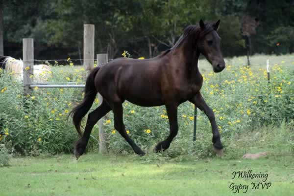 Wysteria | Friesian Filly for Sale